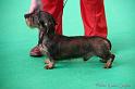 Crufts2011_2 570